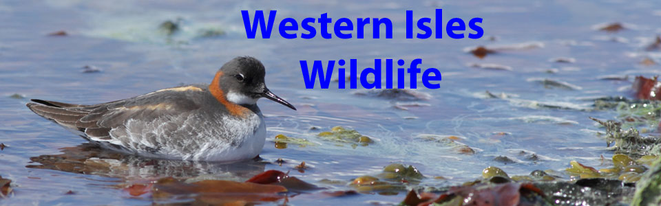 Western Isles Wildlife